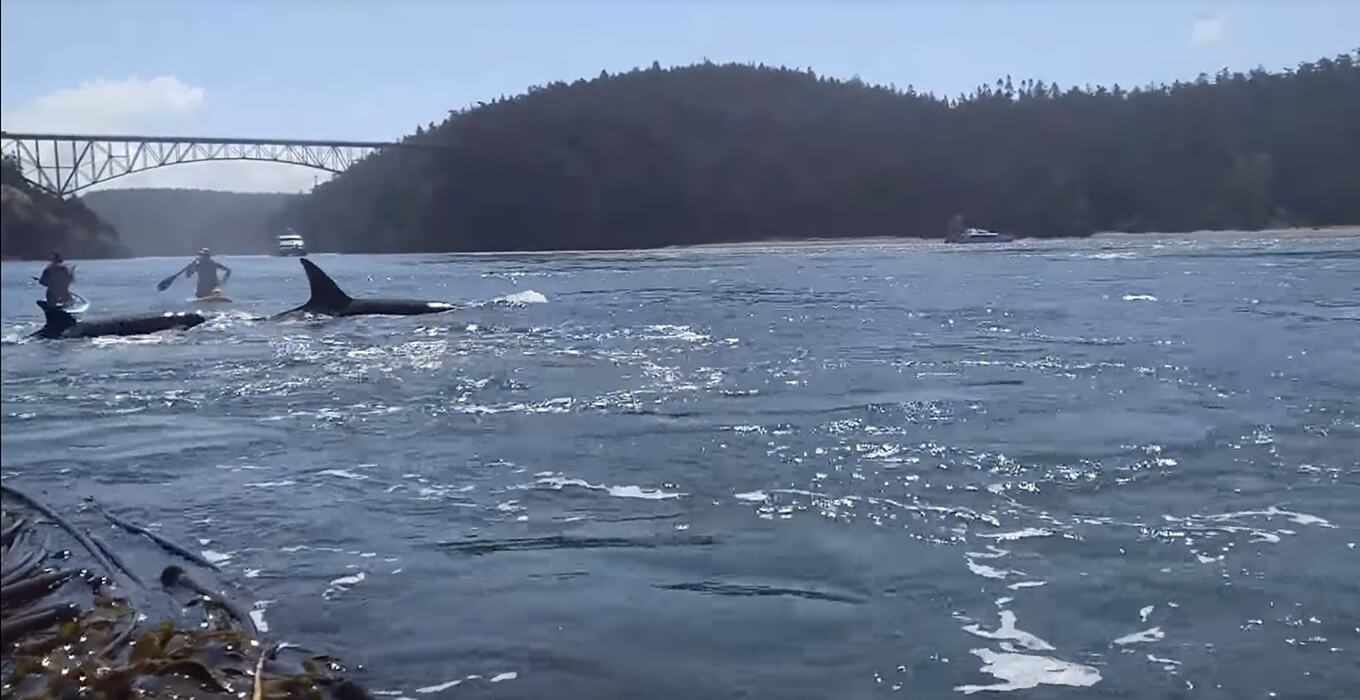 Video - Paddle Boarding with a Pod of Orcas