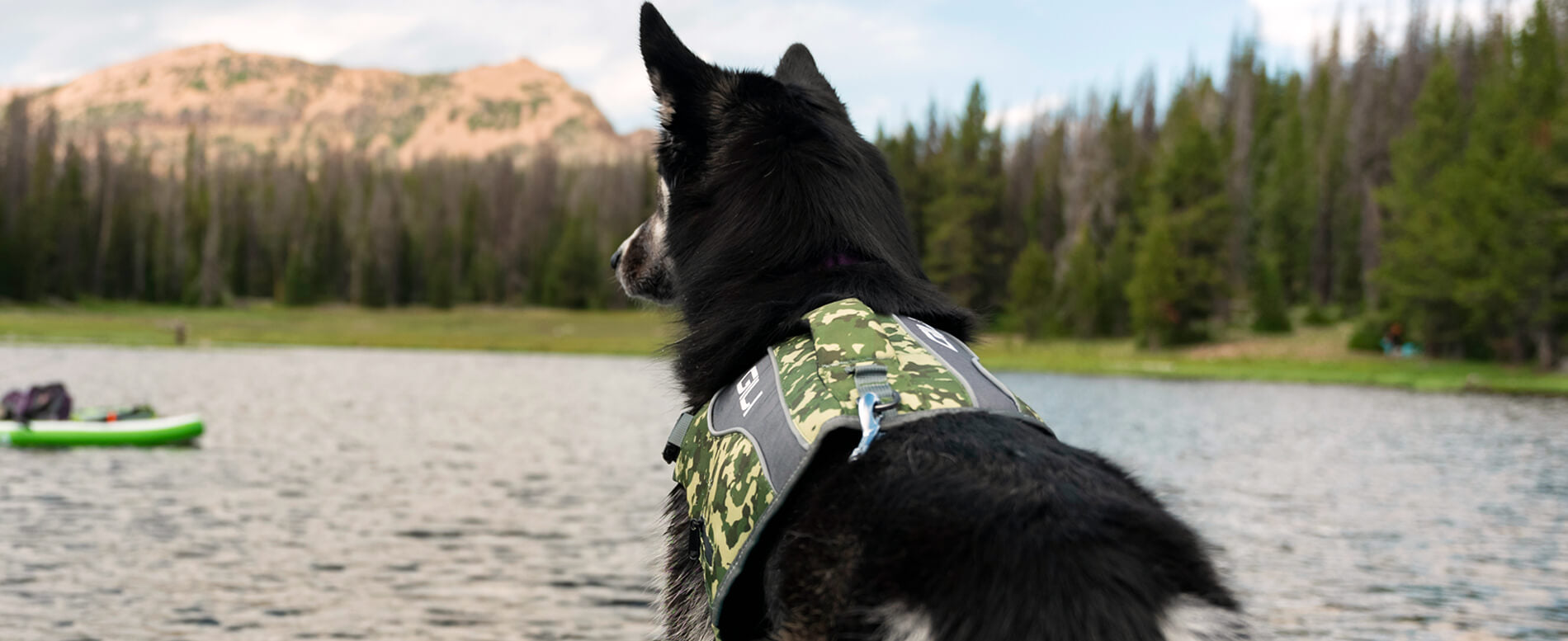 Dog wearing a camo life jacket