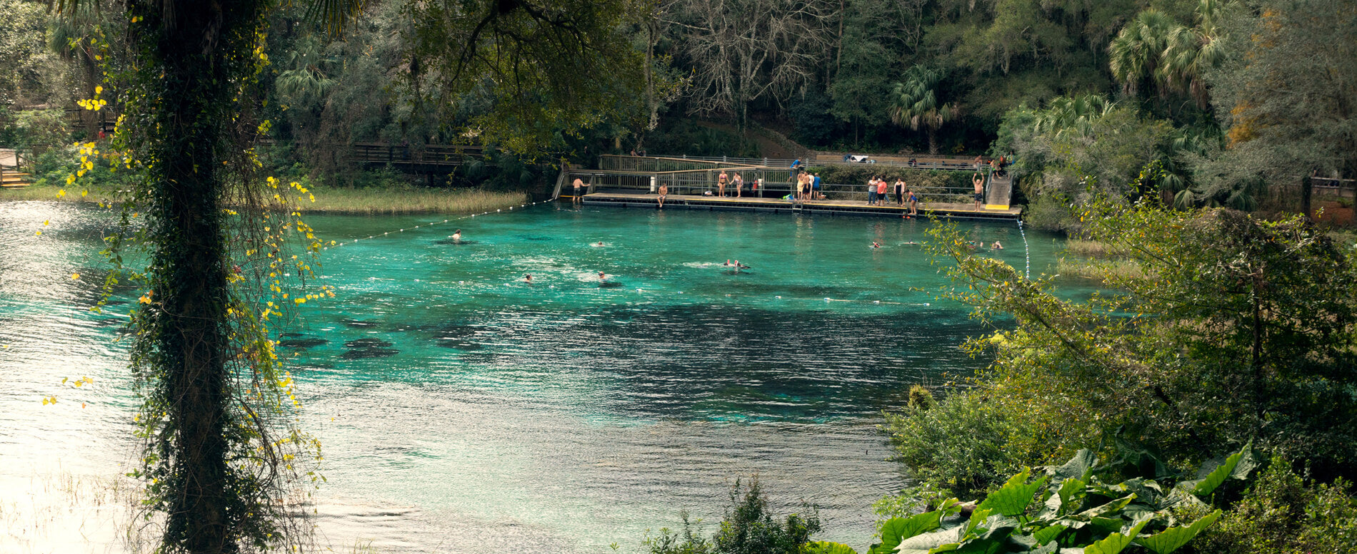 Pristine water of Rainbow river