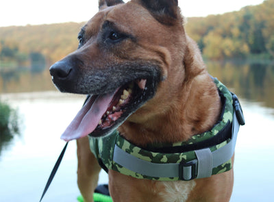 GILI dog life jacket Camo with straps